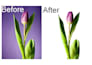 do professional background removal and photo cutout